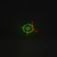 لیزر رقص نور لوگو زن Stage Lighting